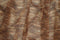 MESH-Q10907 -BROWN/TAUPE  PRINT, PRINT-B MESH